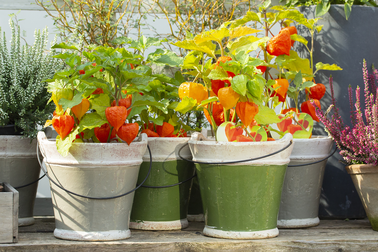 Bucket Planter Gardening - How To Grow Flowers & Vegetables With Ease
