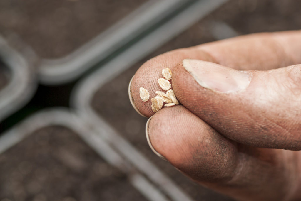 Seeds to plant indoors