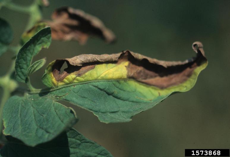 Verticillium wilt on tomato