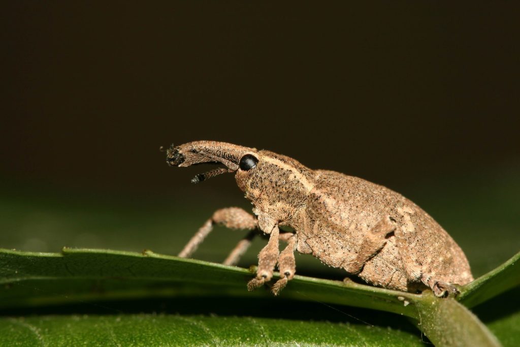 How To Get Rid Of Little Leaf Notcher Weevil? Helpful Tips - What's That  Bug?