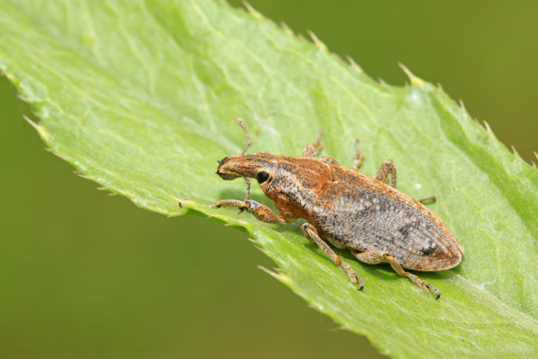 Weevil Organic Pest Control -- Harvest to Table