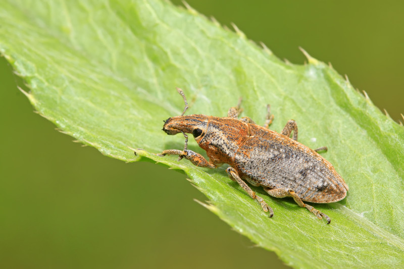 https://harvesttotable.com/wp-content/uploads/2023/05/Weevil-root-weevil.jpg