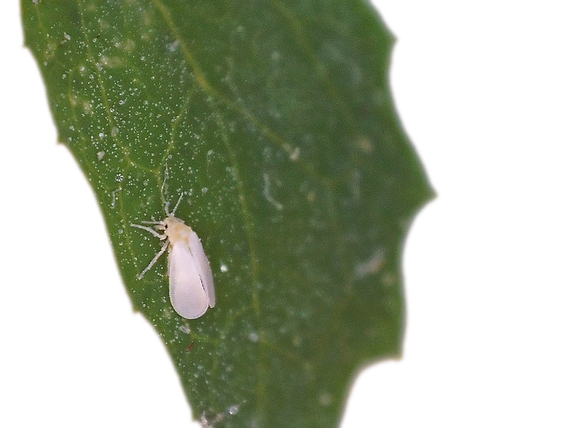 Target pests: Aphids, Whitefly, Leafminer, Mites The Green Lacewing is not