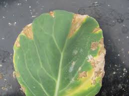 Yellows disease on cabbage leaf