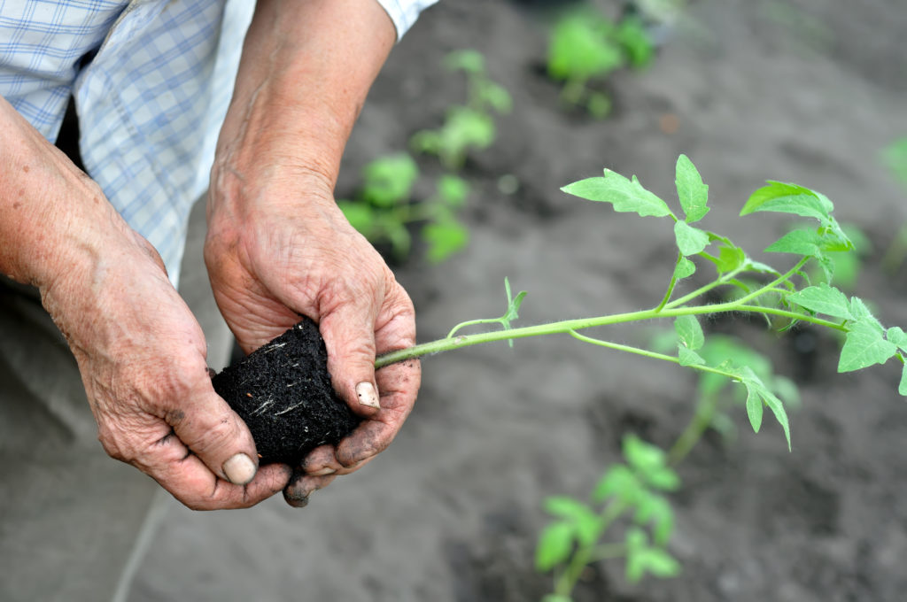 Tomato planting in early summer