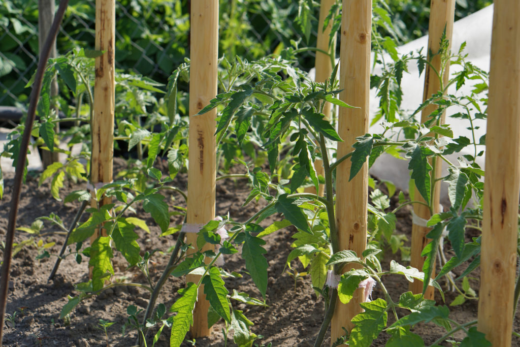 Staking tomato plants