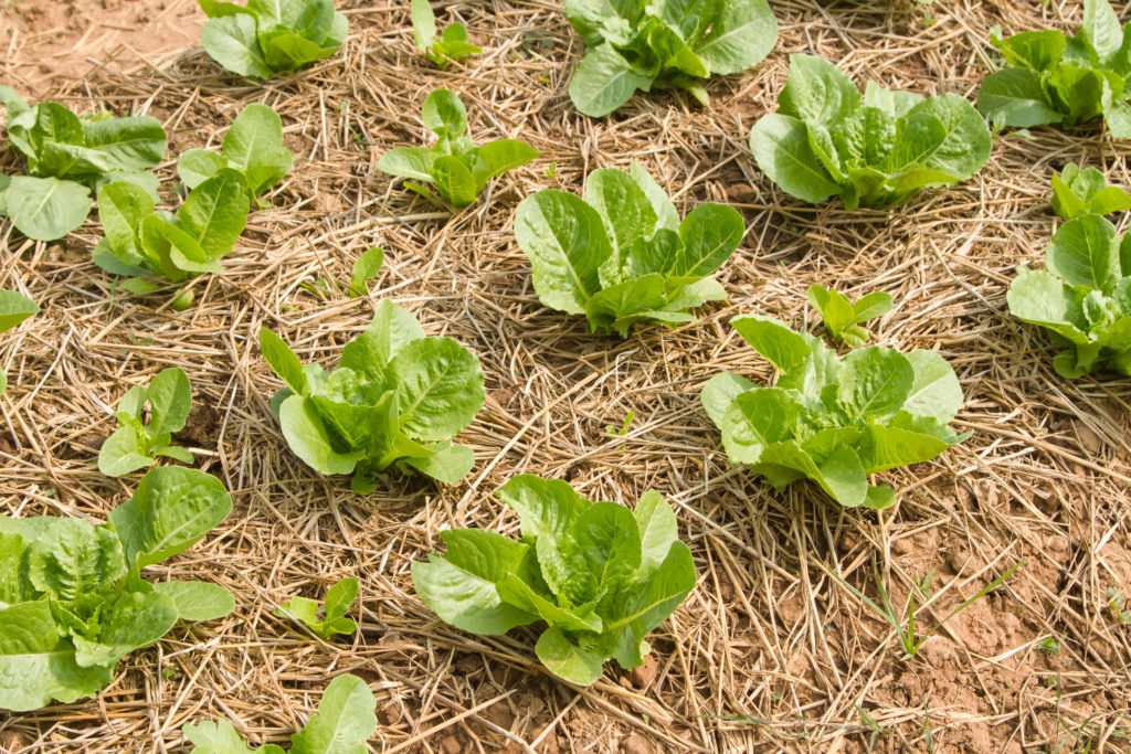 Spring lettuce