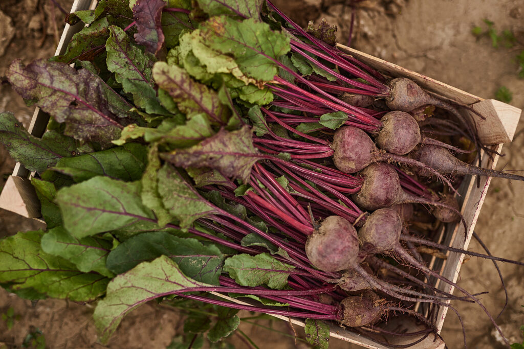 beets harvest