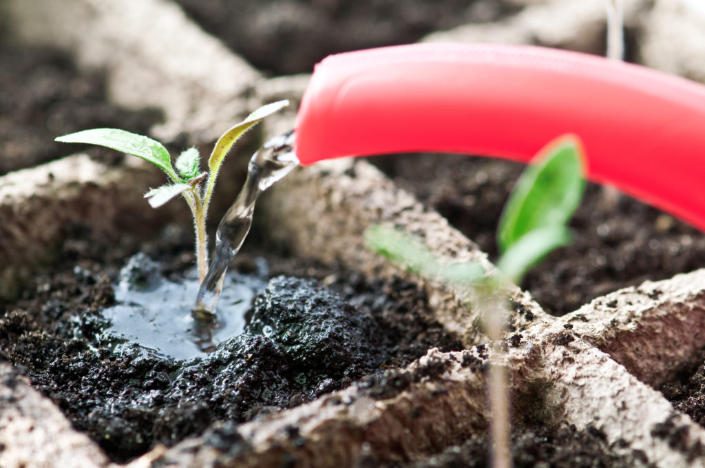 Watering seedlings