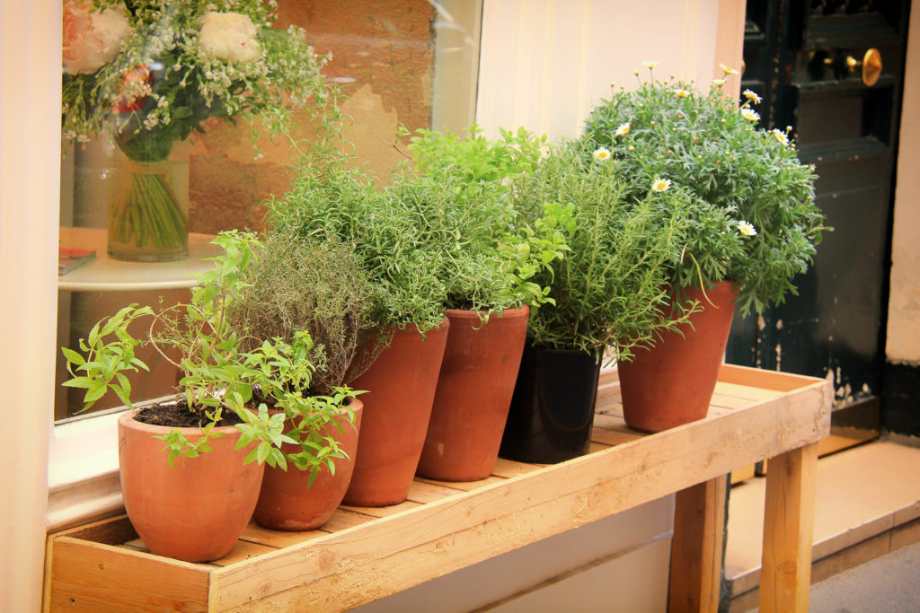 Herbs in pots