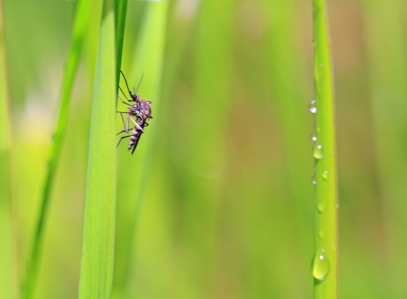 Aphid midge