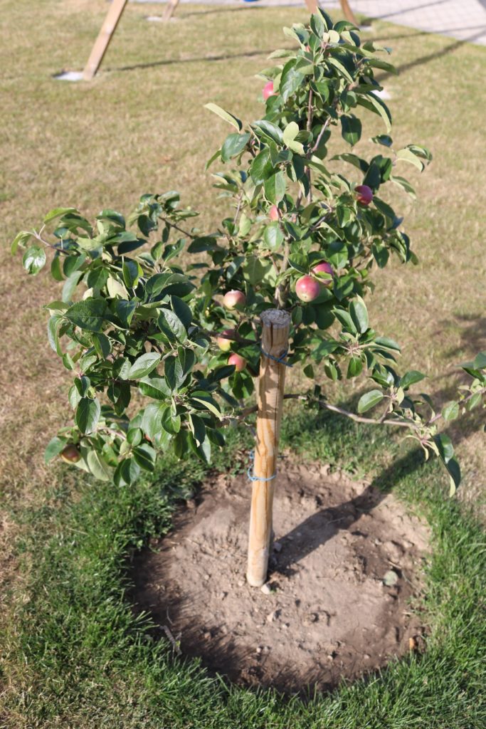 Young apple tree with central leader