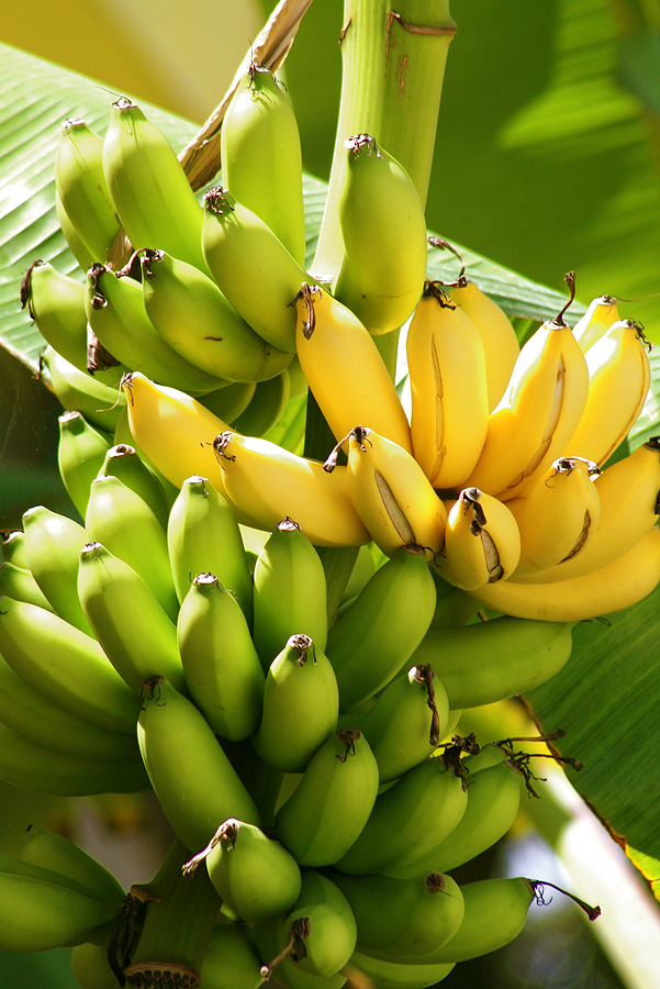 yellow banana tree images