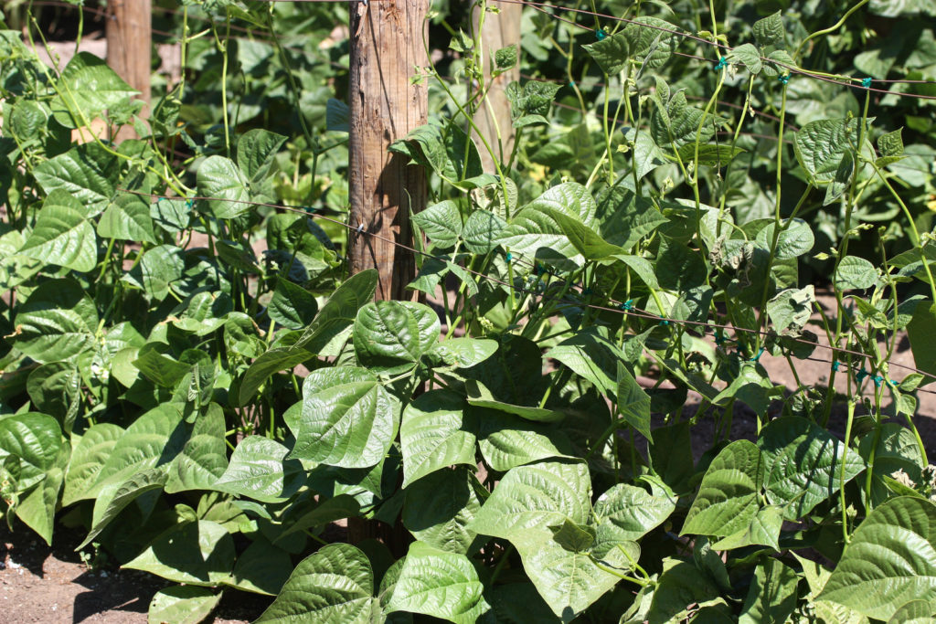 beans cover crop