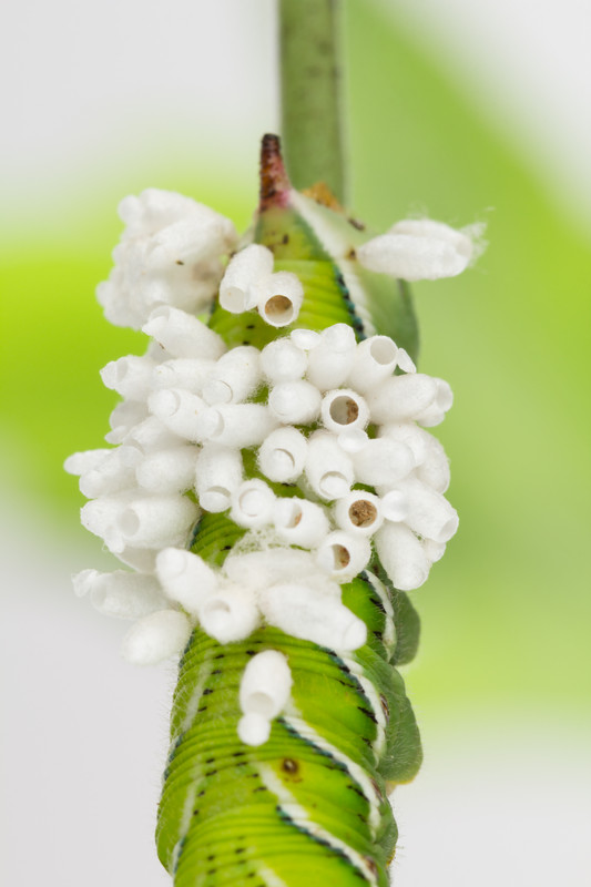 Braconid wasp cocoons