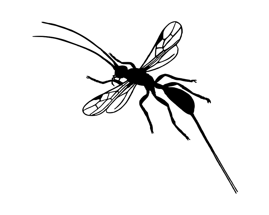 Braconid wasp image