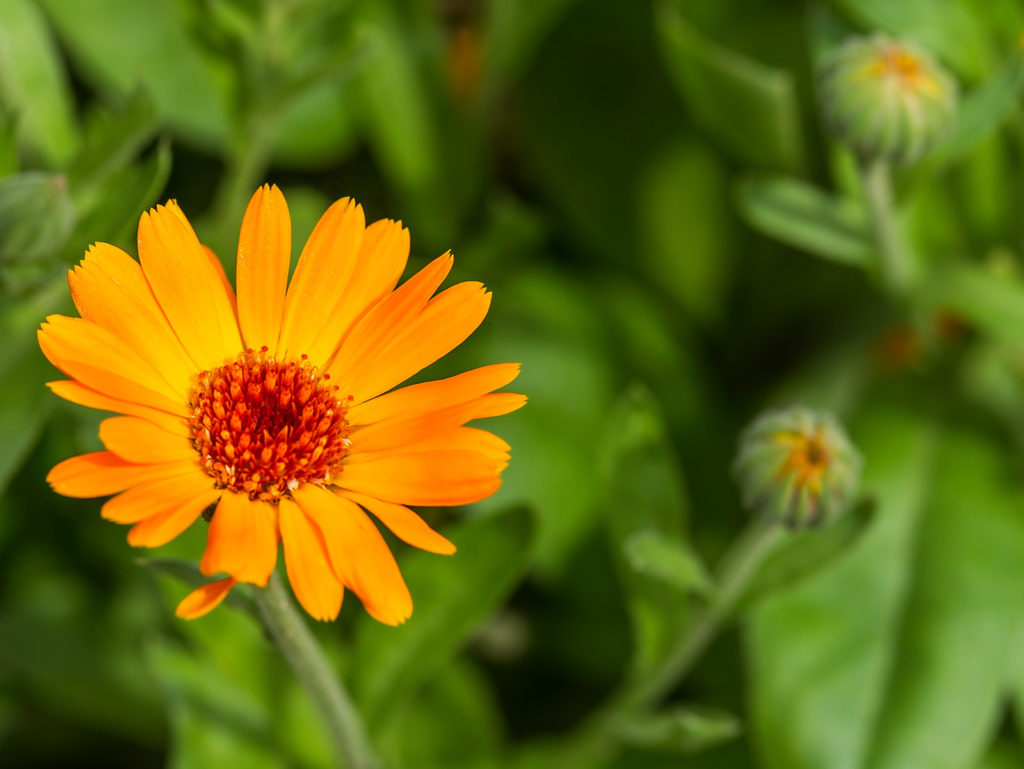 Calendula attracts beneficial insects to the garden