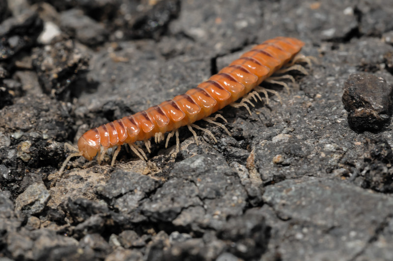 Garden What Do Centipedes Eat