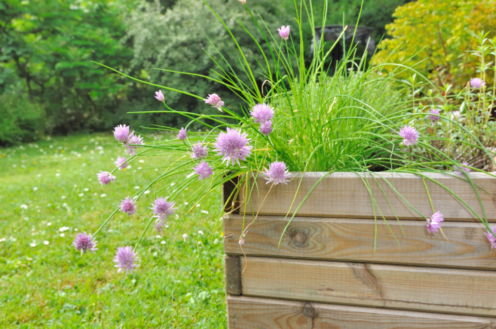 Herbs including dill attract beneficial to the garden