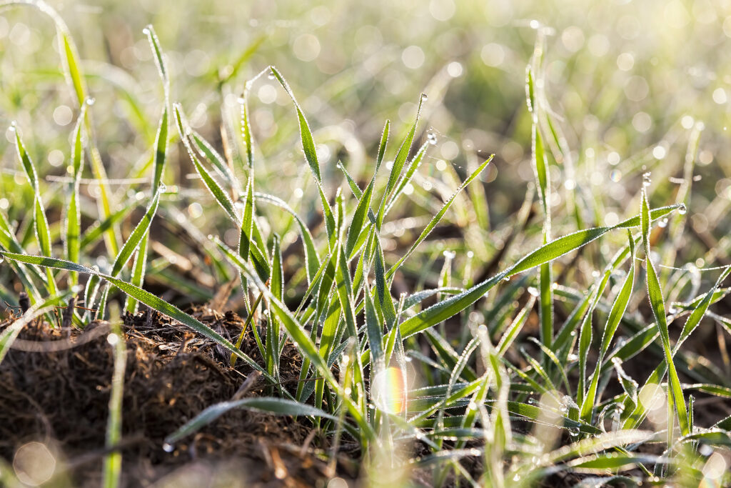 Winter rye cover crop