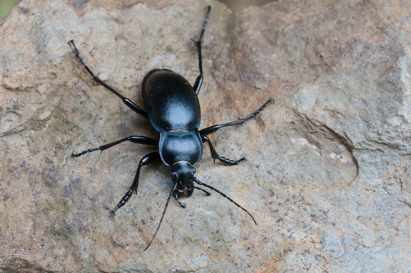 Ground beetle