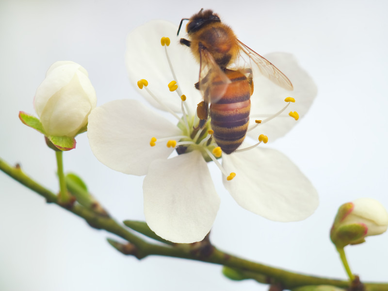 honey bee pollination