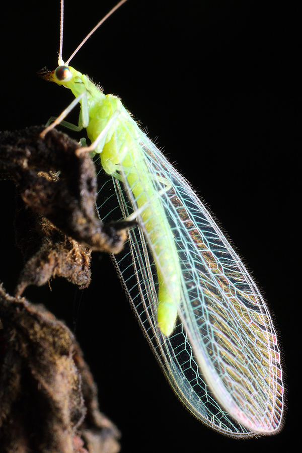 Green lacewing beneficial insect