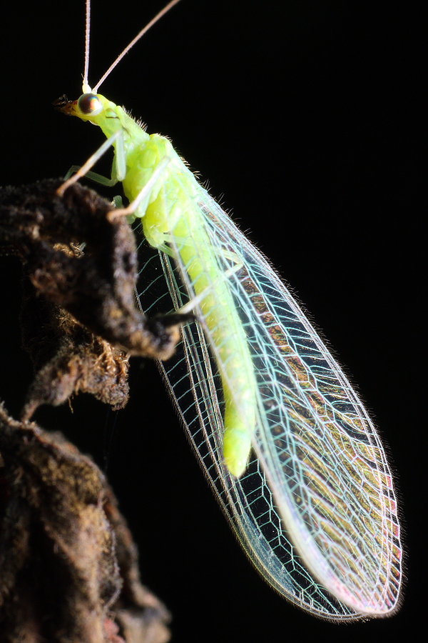 green lacewing adult