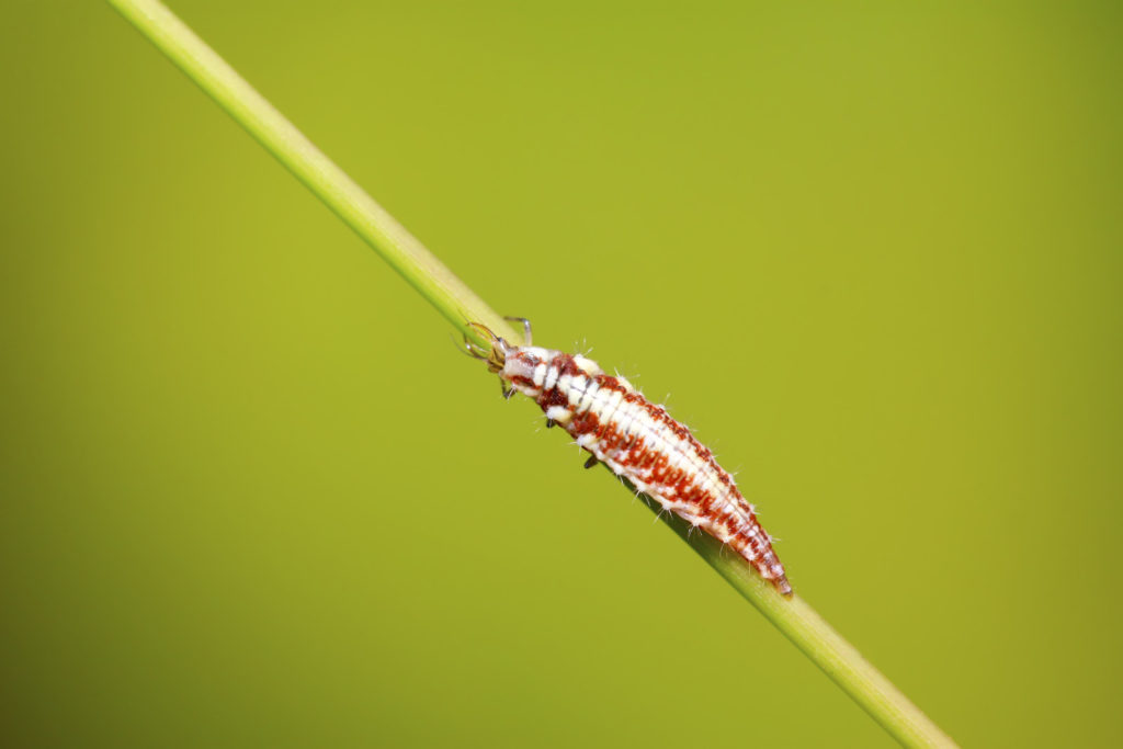 Lace-wing , immature - Chrysoperla 