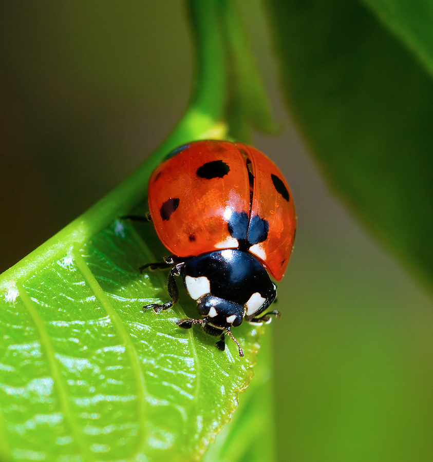 Ladybug Beneficial Insect -- Harvest to Table