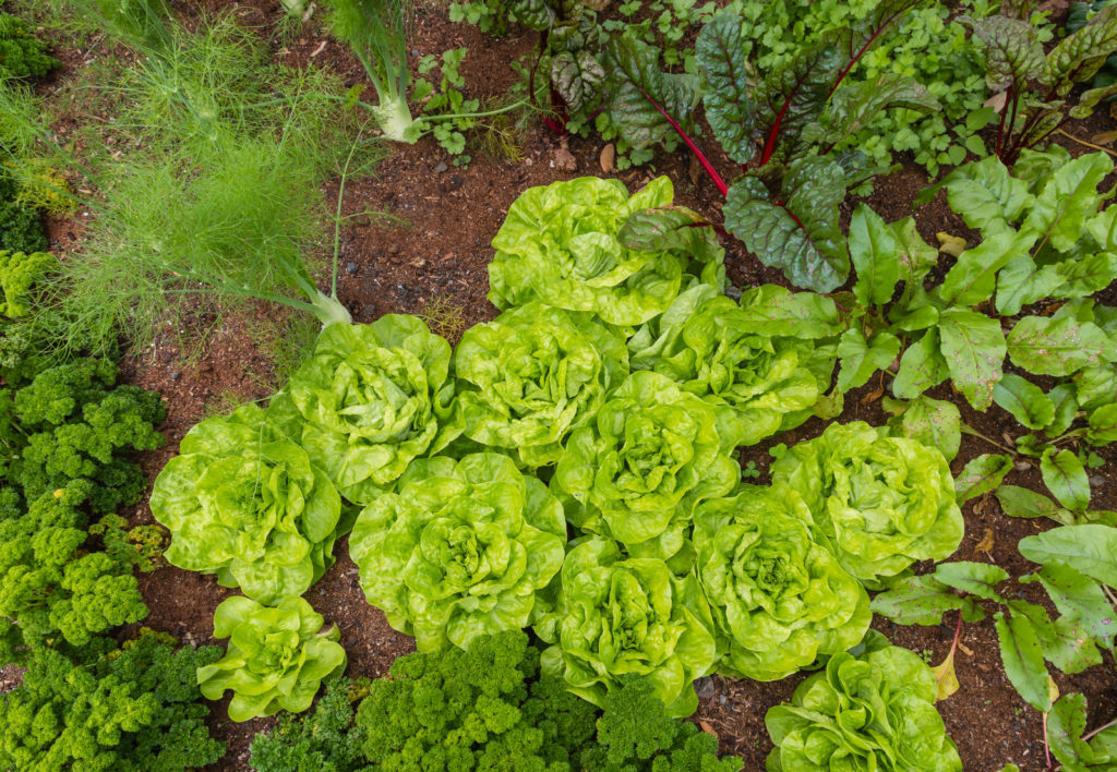 equidistant spaced lettuce