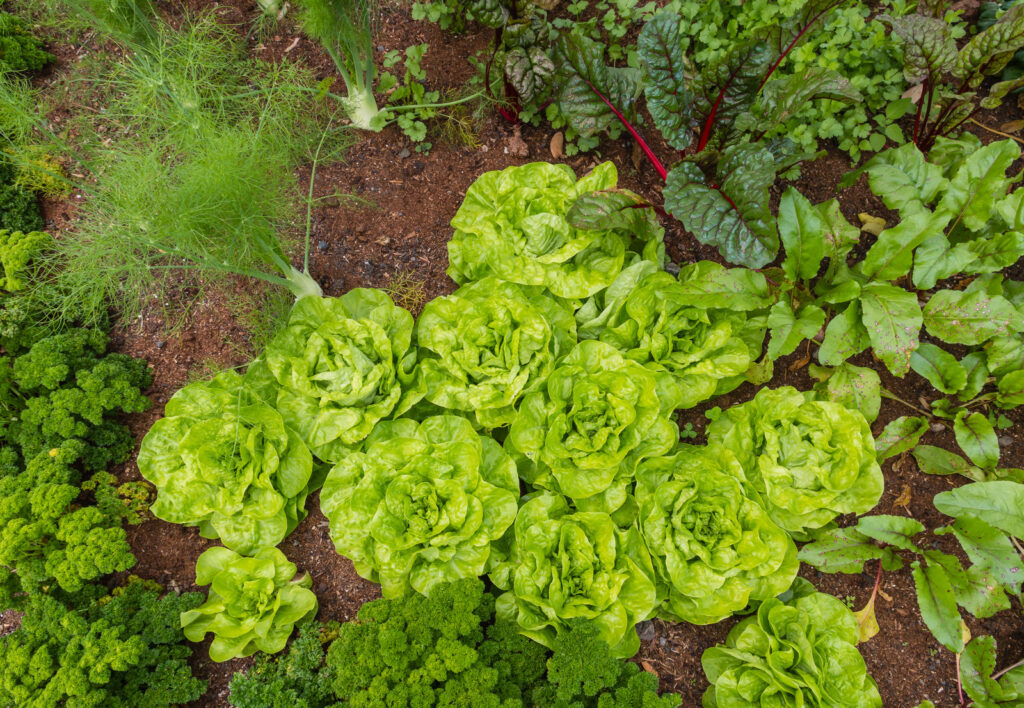 https://harvesttotable.com/wp-content/uploads/2023/06/Lettuce-canstockphoto36685210-1024x708.jpg