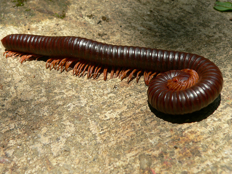 millipede identification guide