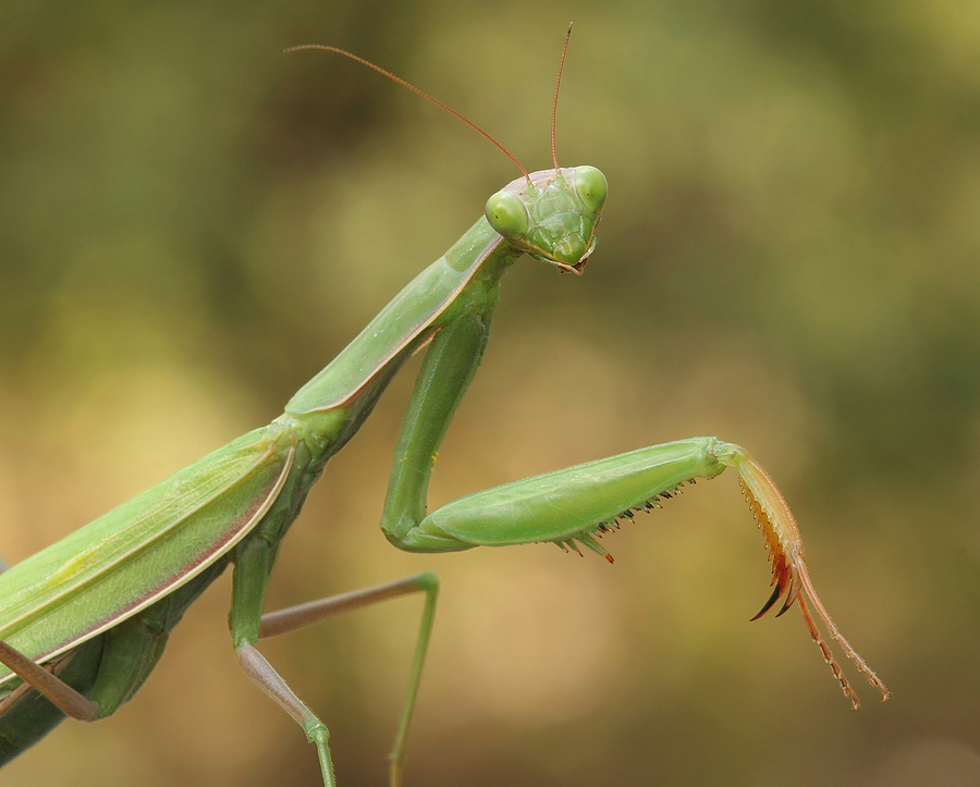 Praying mantid