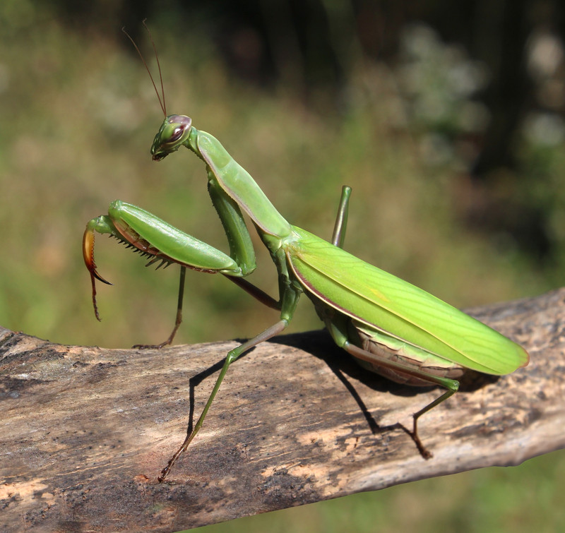 Praying mantid beneficial insect