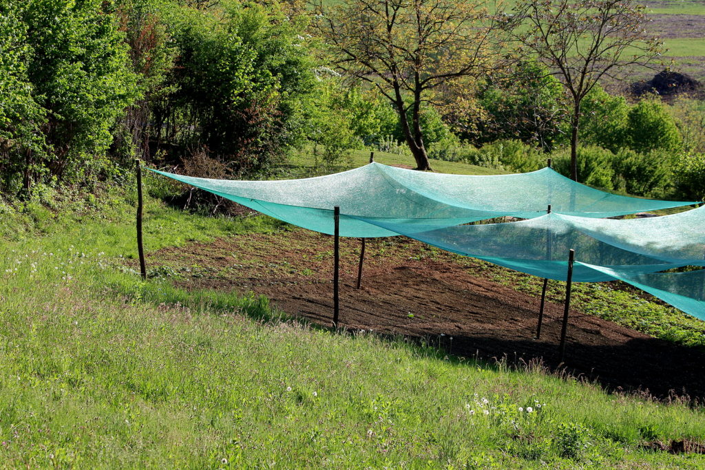 Shade cloth over tomatoes