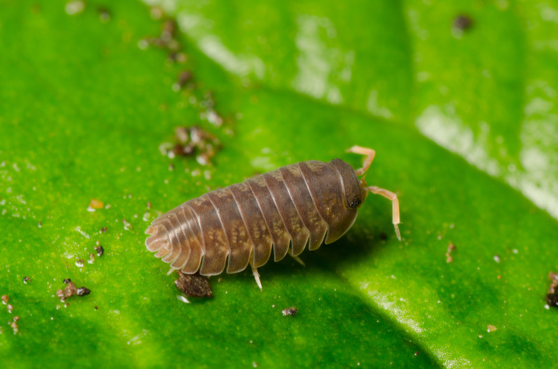 Sowbug on leaf