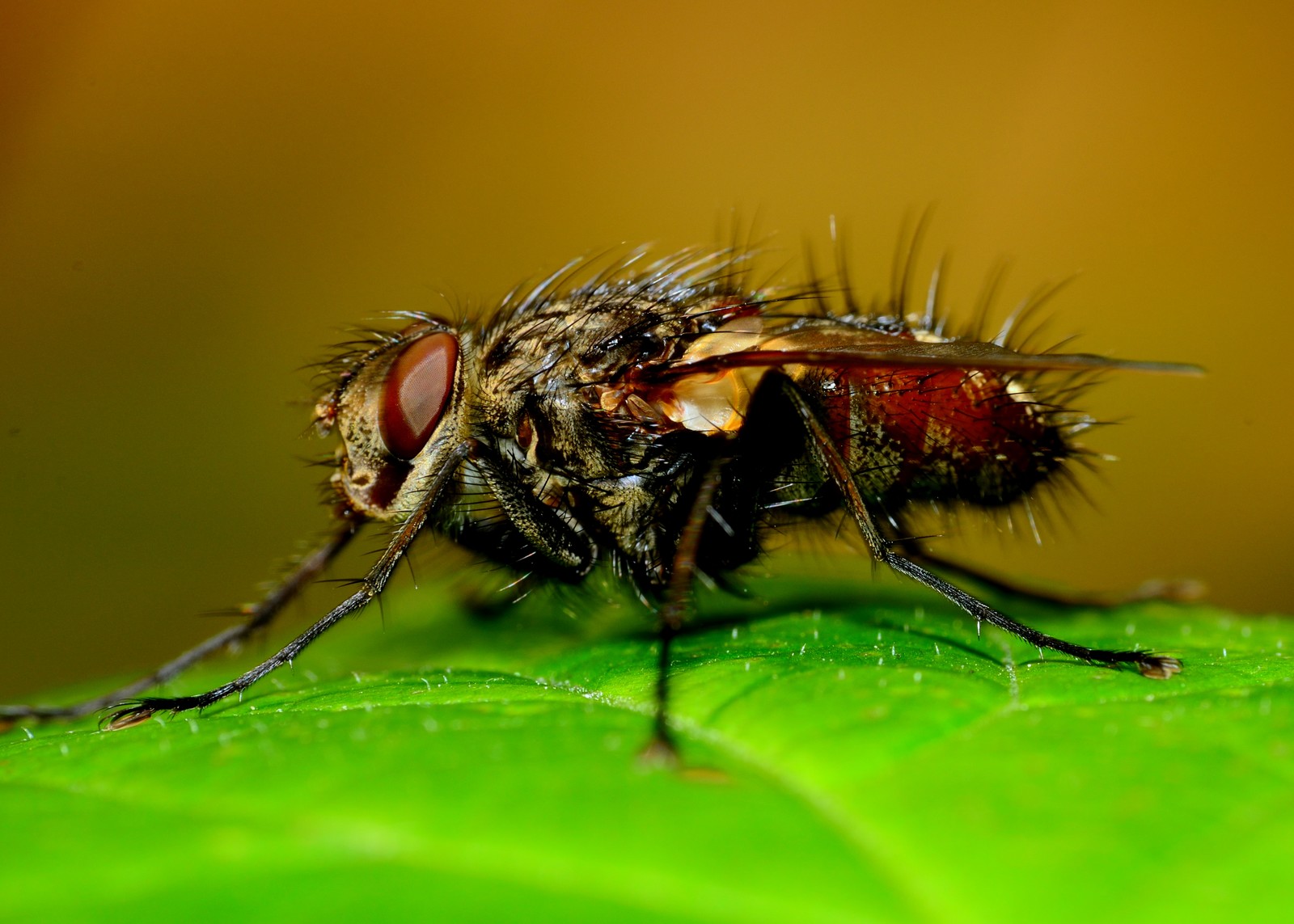 Tachinid Fly Beneficial Insect -- Harvest to Table