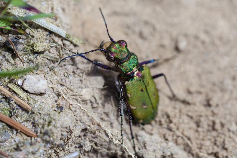 Tiger beetle