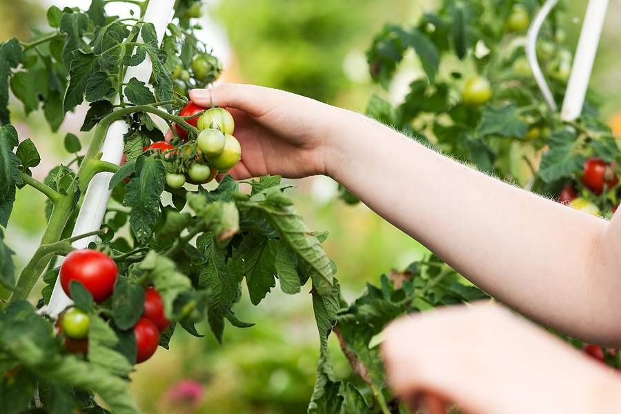 Pinch and twist stem to harvest tomatoes