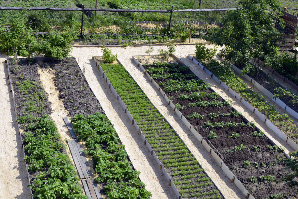 Wide rows across narrow beds