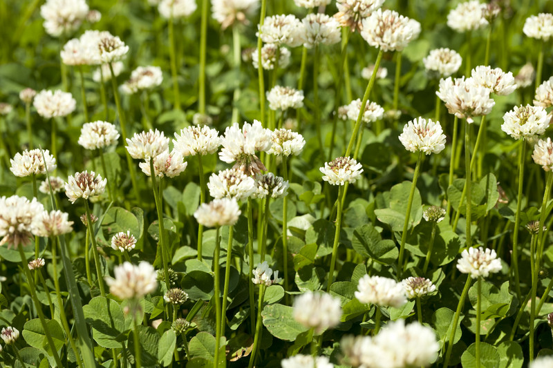 Clover attracts beneficial insects to the garden