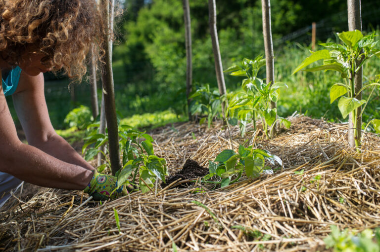 Mulching tomatoes