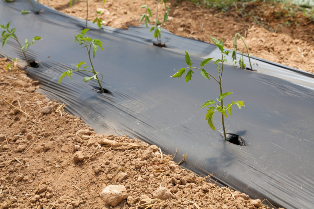Plastic mulch for tomatoes