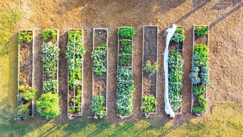 Vegetable garden beds in early summer