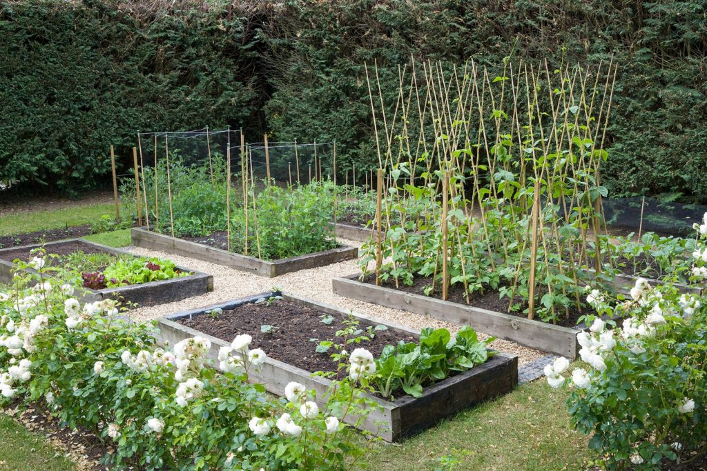 Late spring vegetable garden