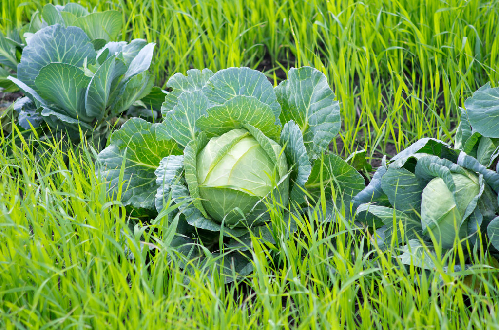 Cabbage growing with a rye cover crop