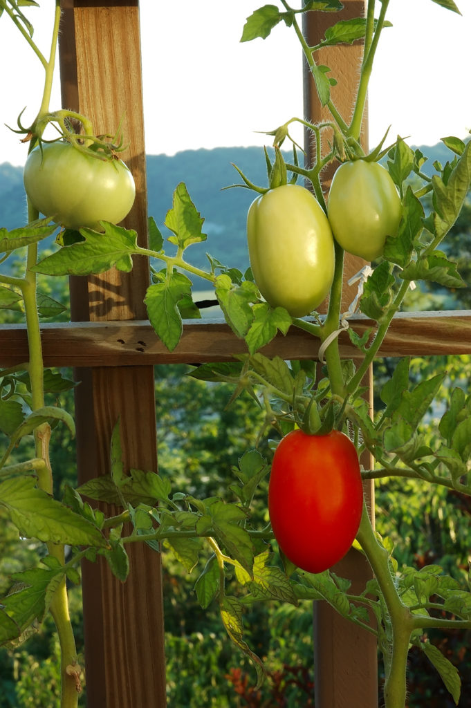 Tomatoes on wooden trellis