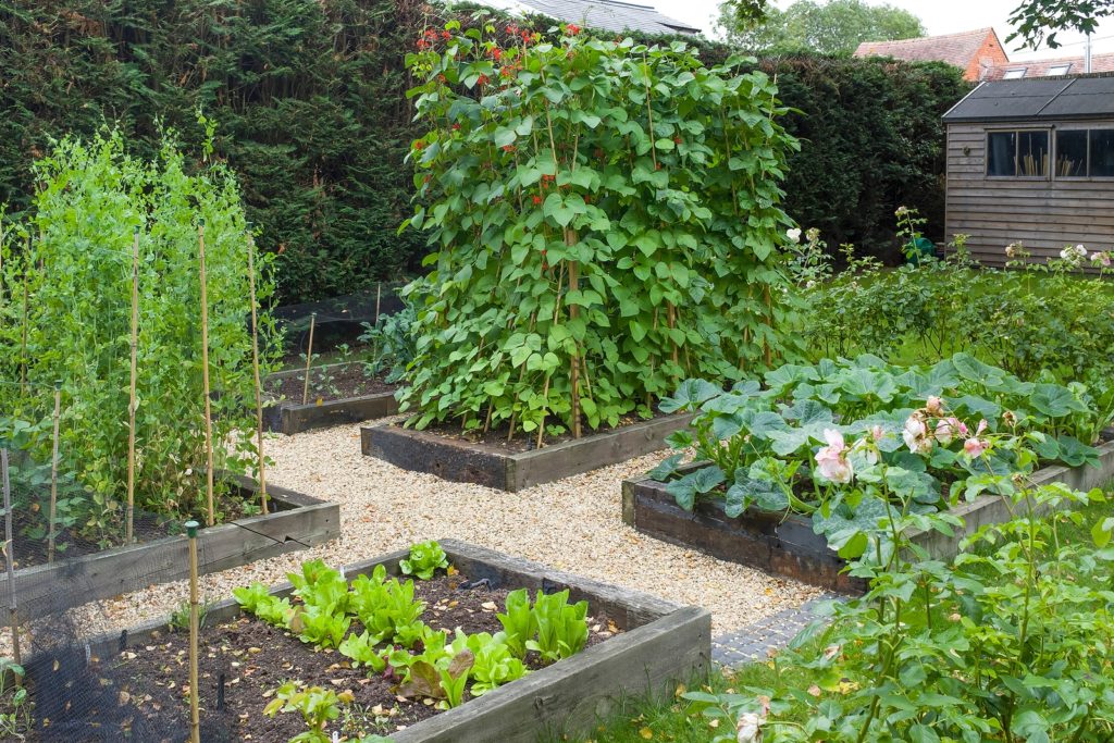 Summer vegetable garden