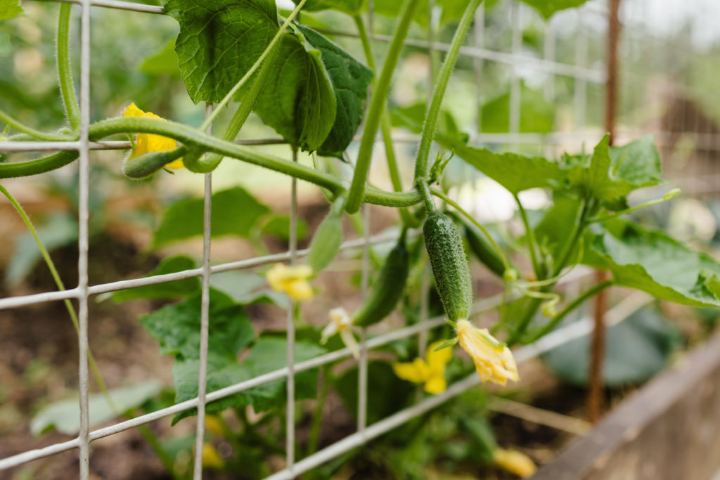 Cucumbers growing on wire mesh